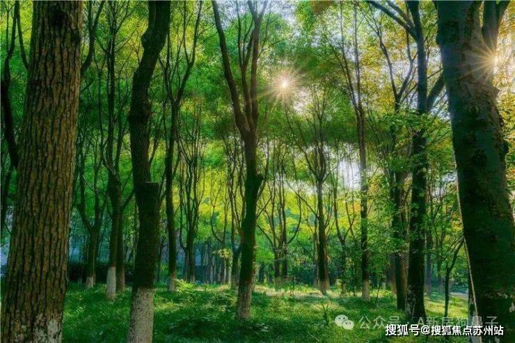 5楼盘评测_普陀中鹰黑森林售楼处样板间价格户型龙8囯际中鹰黑森林(售楼处)首页网站-202(图5)